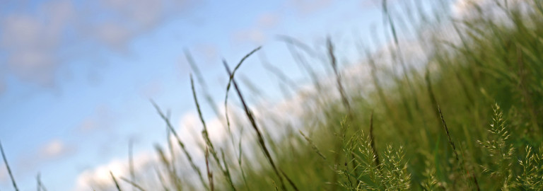 Wiese und Himmel